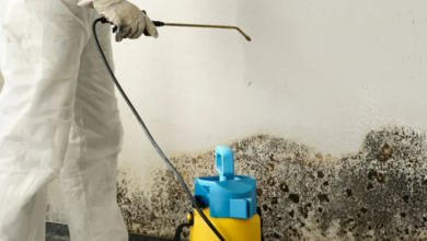 The Safety Benefits of Professional Mold Remediation vs. DIY Solutions