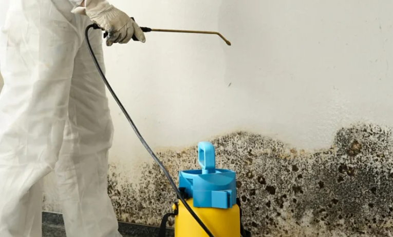 The Safety Benefits of Professional Mold Remediation vs. DIY Solutions